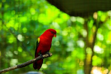 Red parrot perching on a branch