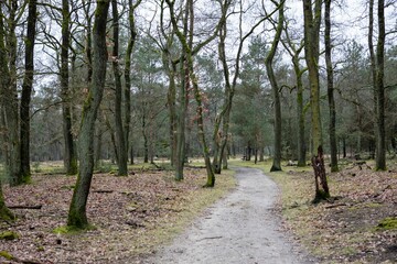 Fototapeta premium Path through an autumn forest