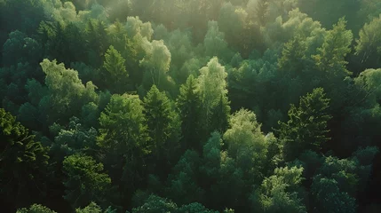 Foto op Aluminium AI generated illustration of lush forest with sunlit green trees © Wirestock