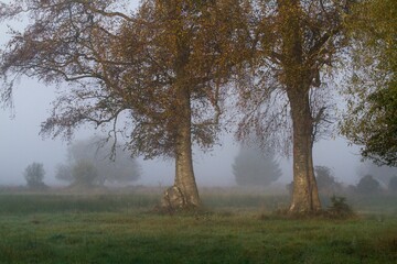 Trees in morning mist