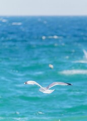 Vertical shot of an European herring gull flying over the sea