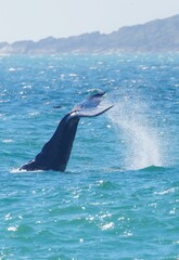 Vertical shot of a tail of a huge whale swimming in the blue ocean in sunny weather