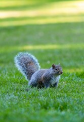 Vertical shot of a fluffy squirrel on the grass in a park in sunlight on a blurred background