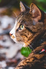 Vertical closeup shot of a beautiful brown tabby cat with green eyes
