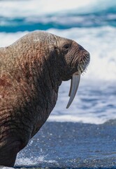 Vertical shot of a walrus (Odobenus rosmarus) on the shore