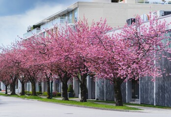 Beautiful shot of a row of sakura trees in the street © Wirestock