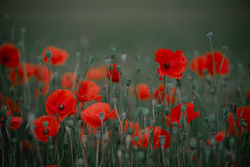 Red poppy field