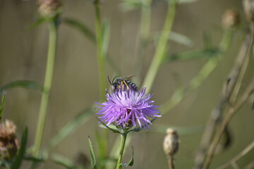 Insekt auf lila Wildblume-Bestäubung im Sommer