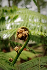 Closeup of a Dicksonia antartica tree ferns growing in a forest