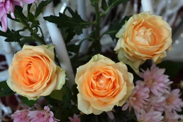 Closeup shot of fresh orange roses