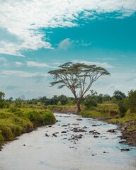 Vertical shot of a scenic river with green banks in Tanzania