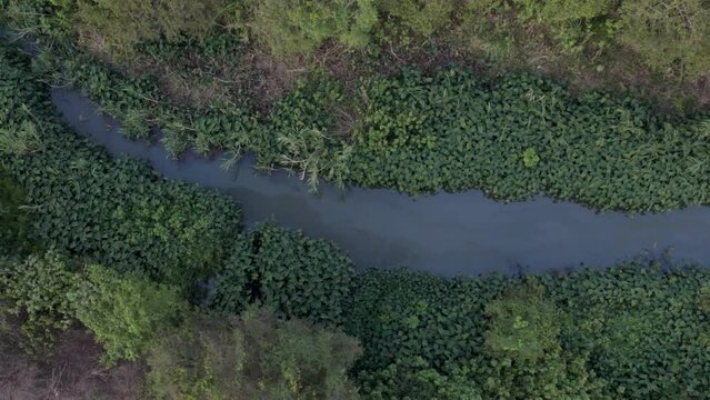 Drone view over a swamp between green plants