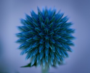 Closeup of a blue Echinops plant