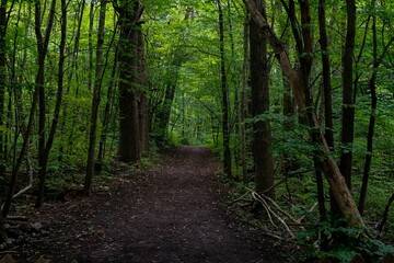 Beautiful nature scene of the forest with a path surrounded by tall green trees during the daytime