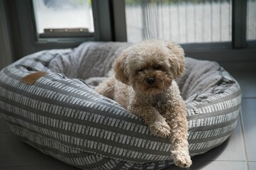 Closeup of an adorable fluffy Toy Poodle dog on a squishy pet lounge