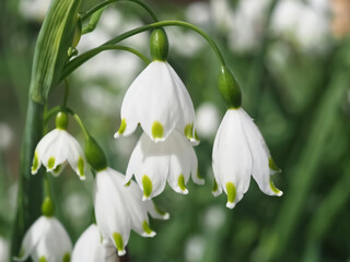 Summer snowflake flowers Leucojum aestivum or vernum with white blossoms