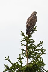 Vertical shot of the Northern Hawk-owl on the tree
