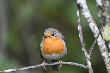 Close-up shot of a Robin (Erithacus rubecula) bird perched on a tree branch