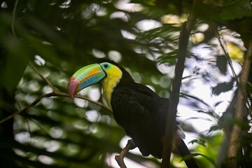 Closeup shot of the Keel-billed Toucan perched on the tree