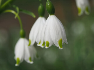 Summer snowflake flowers Leucojum aestivum or vernum with white blossoms