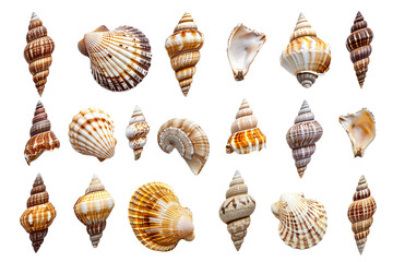 Collection of Various Seashells Isolated on White Transparent Background, PNG
