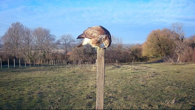 Common buzzard (Buteo buteo) resting on a wooden pole in a field on a sunny day