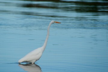 White egret walking in a pond with water blurred background