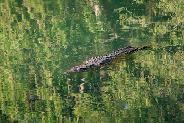 High-angle of Nile crocodile swimming in a pond with water reflecting trees and sunlight