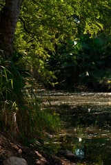 Fototapeta premium Vertical sunlit pond view with palma abanicos growing near