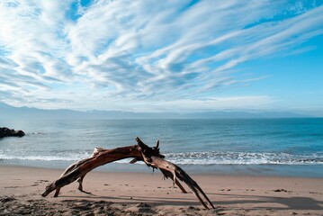 Driftwood on a sandy beach, sunny seascape background
