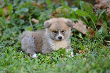 Closeup of a gray Akita puppy in green grass