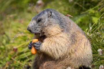 Naklejka na ściany i meble Adorable marmot sitting in the green grass and eating a healthy carrot