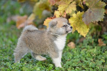Closeup of a gray Akita puppy in green grass
