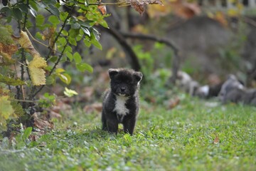 Closeup of a black Akita puppy in green grass