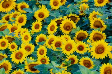 Beautiful shot of a many sunflowers in a field