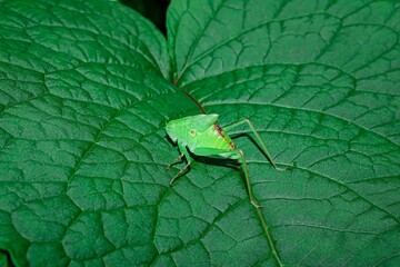 Closeup of a green tiny grasshopper on a leaf