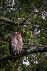 Great-horned Owl perching on tree branch