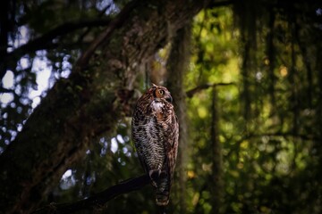 Great-horned Owl perching on tree branch