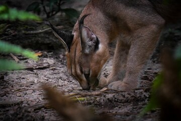 Closeup of beautiful wild Caracal in tropical forest