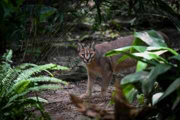 Closeup of beautiful wild Caracal in tropical forest