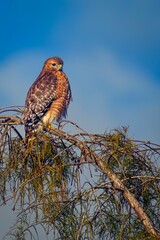 Vertical shot of a hawk perched on a tree against a blue sky