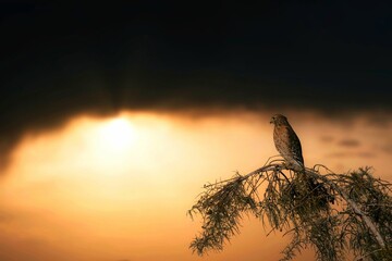 Hawk perched on a tree against a sunset sky