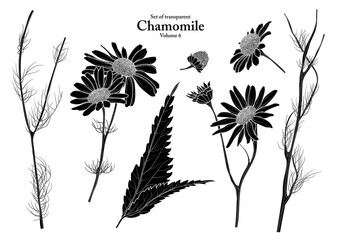 A series of isolated flower in cute hand drawn style. Silhouette Chamomile on transparent background. Drawing of floral elements for coloring book or fragrance design. Volume 6. - obrazy, fototapety, plakaty