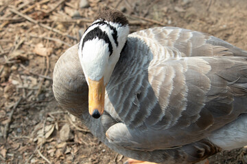 Close up beautiful Bar-headed goose