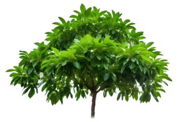 big mango tree Siam branch Lush, shady leaves. Isolated on transparent background.