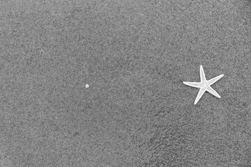 Grayscale top view of a starfish on the wet sand
