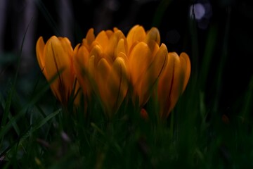 Closeup of beautiful crocus flowers in a garden with a blurry background