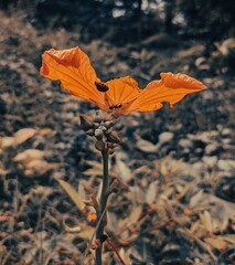 Vertical shot of a hardy hibiscus blossoming in the garden