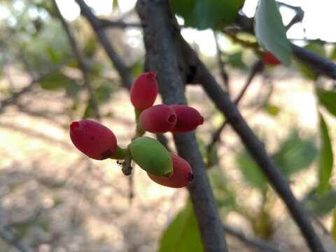 Dendrophthoe falcata or Mistletoe &ndash; a partial parasite
