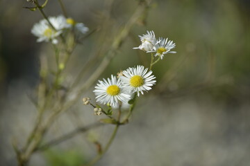 Zarte weiße Gänseblümchen-ähnliche Blüten auf unscharfem Hintergrund